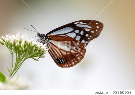 旅する蝶アサギマダラの優美な姿 95260958