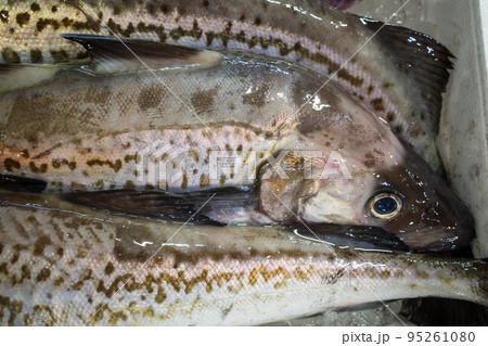 鮮度最高のスケソウダラ 95261080