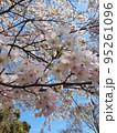 桜 95261096