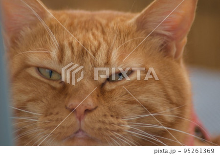 眠そうな茶寅猫の顔のアップ 95261369