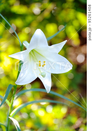 百合の花のクローズアップ タテ位置 百合の花のクローズアップ タテ位置 95261408