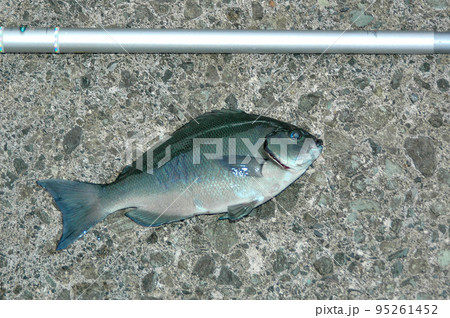 クロメジナが釣れた 95261452