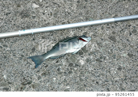 クロメジナが釣れた クロメジナが釣れた 95261455