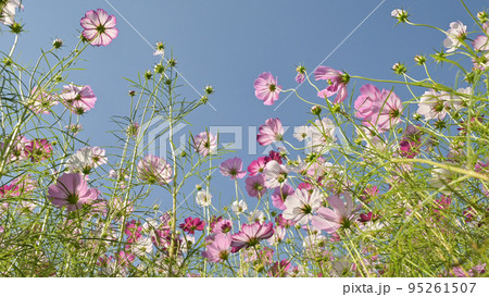 秋の花コスモスが咲き誇る晴天の青空に映える色とりどりの秋桜 95261507