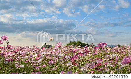 秋の花コスモスが咲き誇る晴天の青空に映える色とりどりの秋桜 95261550
