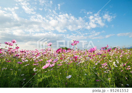 秋の花コスモスが咲き誇る晴天の青空に映える色とりどりの秋桜 95261552