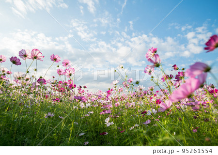 秋の花コスモスが咲き誇る晴天の青空に映える色とりどりの秋桜 95261554