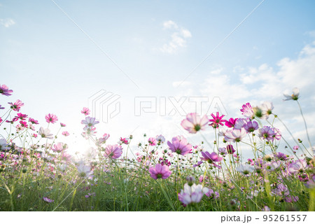 秋の花コスモスが咲き誇る晴天の青空に映える色とりどりの秋桜 95261557