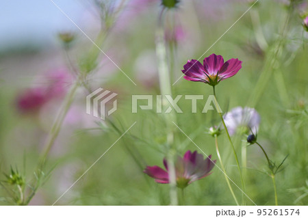 秋の花コスモスが咲き誇る晴天の青空に映える色とりどりの秋桜 95261574