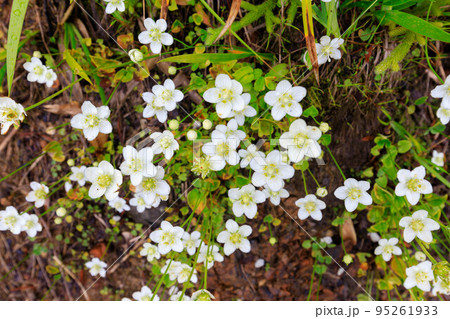 八方尾根のウメバチソウ 95261933