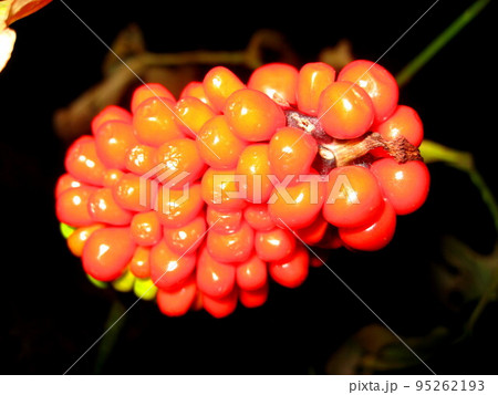 マムシグサ 95262193