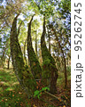 Birch trees in summer end sunlight, nature park, fisheye view 95262745