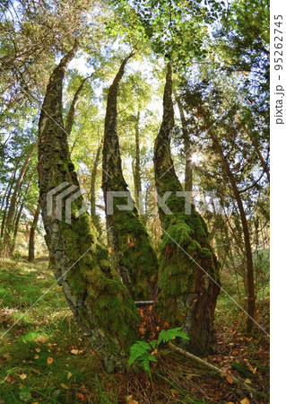 Birch trees in summer end sunlight, nature park, fisheye view 95262745