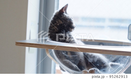 スケルトンハンモックと猫 スケルトンハンモックと猫 95262913