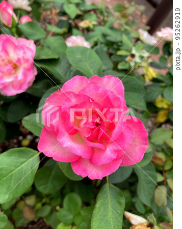 覆輪のバラ 95262919