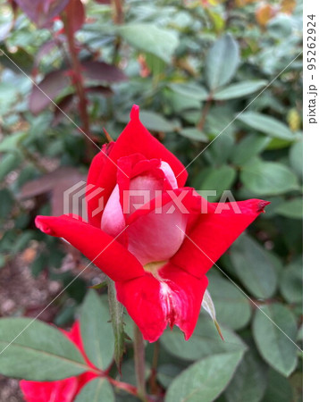 バラ 95262924
