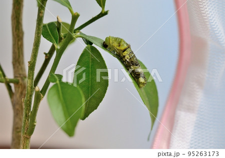 ナミアゲハの脱皮〈ユズの葉の上で、ナミアゲハの芋虫が脱皮して終齢幼虫になるところ〉 ナミアゲハの脱皮〈ユズの葉の上で、ナミアゲハの芋虫が脱皮して終齢幼虫になるところ〉 95263173