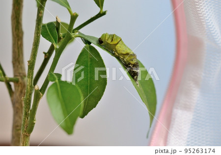 ナミアゲハの脱皮〈ユズの葉の上で、ナミアゲハの芋虫が脱皮して終齢幼虫になるところ〉 ナミアゲハの脱皮〈ユズの葉の上で、ナミアゲハの芋虫が脱皮して終齢幼虫になるところ〉 95263174
