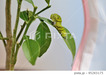ナミアゲハの脱皮〈ユズの葉の上で、ナミアゲハの芋虫が脱皮して終齢幼虫になったところ〉 ナミアゲハの脱皮〈ユズの葉の上で、ナミアゲハの芋虫が脱皮して終齢幼虫になったところ〉 95263175