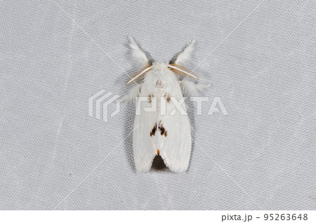 モンシロドクガ(北海道・鶴居村) モンシロドクガ(北海道・鶴居村) 95263648