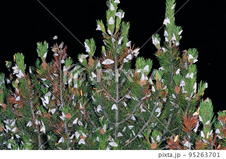 多数のノンネマイマイ(北海道・上士幌町) 多数のノンネマイマイ(北海道・上士幌町) 95263701