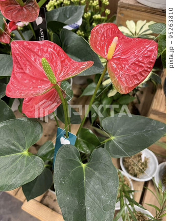 観葉植物 観葉植物 95263810