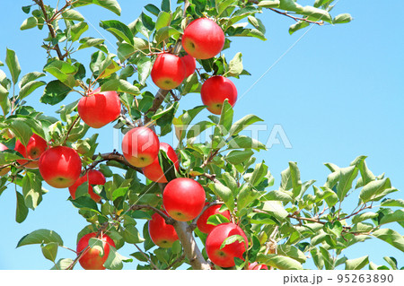 赤く色づいた収穫前のリンゴ 赤く色づいた収穫前のリンゴ 95263890