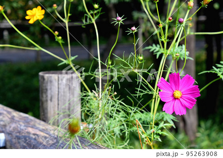 公園の柵ぎわのコスモスとキバナコスモス 95263908