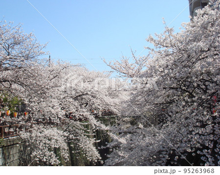 sakura001 95263968