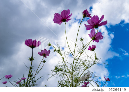 空に向かって咲くコスモス 95264149