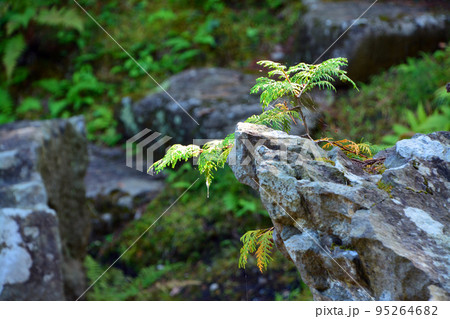 函館見晴公園・香雪園～園敷地内 95264682
