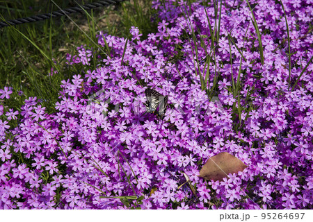 公園の花壇にシバザクラ（芝桜、学名：Phlox subulata）の花が咲いています。 95264697