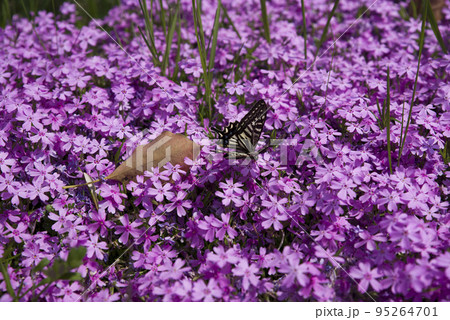 公園の花壇にシバザクラ（芝桜、学名：Phlox subulata）の花が咲いています。 95264701