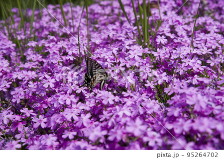 公園の花壇にシバザクラ（芝桜、学名：Phlox subulata）の花が咲いています。 95264702