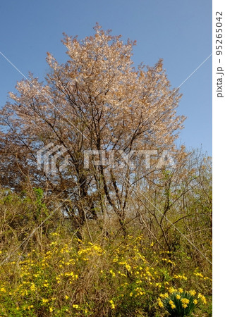 青空に山桜と山吹と水仙咲く 【相模原市津久井 4月】 青空に山桜と山吹と水仙咲く 【相模原市津久井 4月】 95265042