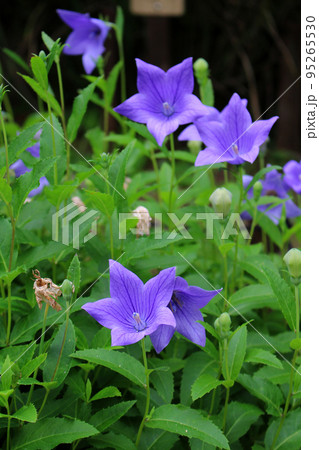 桔梗 桔梗 95265530