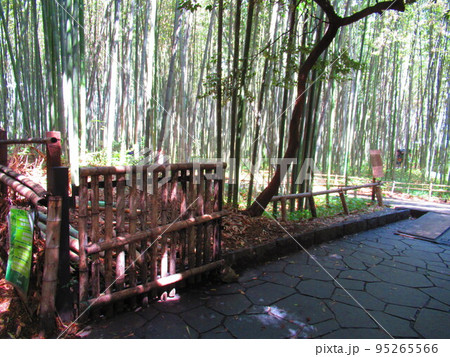 京都　嵐山　竹林 95265566