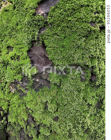 木に生えた苔 95266055