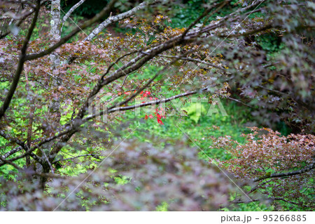 奥の細道で芭蕉が詠んだ山形の山寺立石寺 奥の細道で芭蕉が詠んだ山形の山寺立石寺 95266885