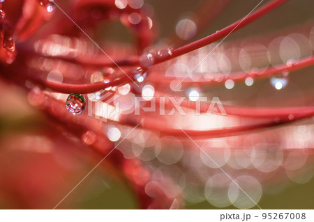雨上がりの彼岸花とクリスタル 95267008