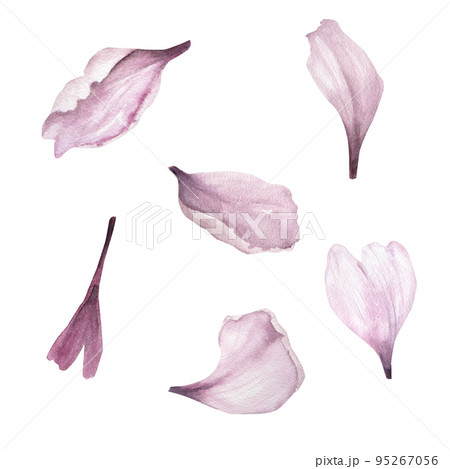 Watercolor illustration of delicate pink flower petals isolated Watercolor illustration of delicate pink flower petals isolated 95267056