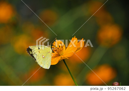 黄花コスモスから吸蜜中のモンキチョウ 95267062