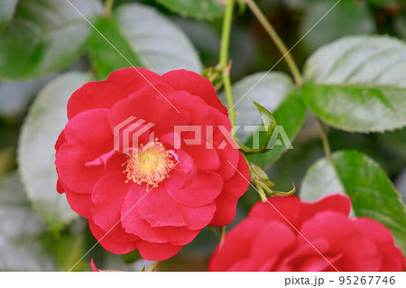 満開のトラディション95 95267746