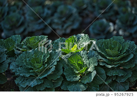 総合グリーンセンター 95267925