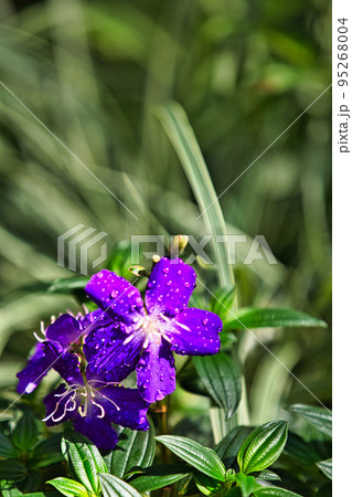 総合グリーンセンター 95268004