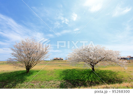 野原に咲く桜の木 95268300