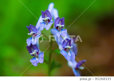 あきる野市の都立小峰公園に咲いたエンゴサクの花 95268335