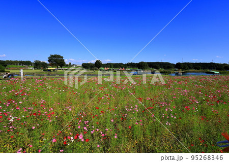 コスモス咲く鬼怒グリーンパーク 95268346