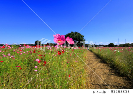 コスモス咲く鬼怒グリーンパーク コスモス咲く鬼怒グリーンパーク 95268353