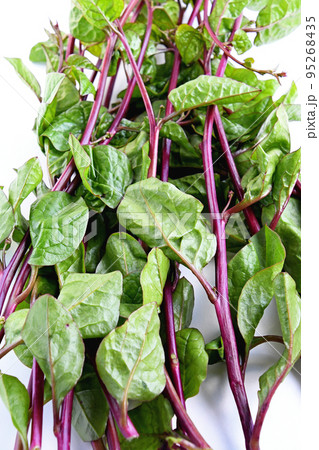 ツルムラサキ 95268435